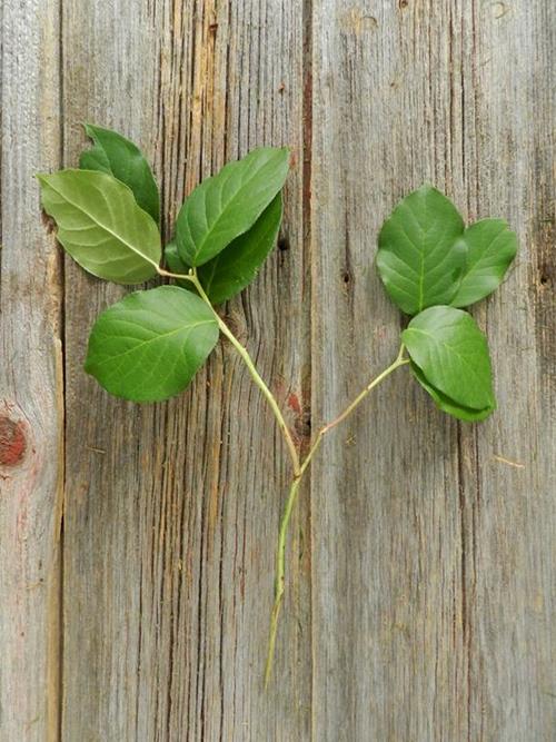 SALAL TIPS   GREENS